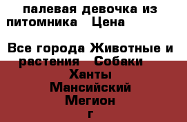 палевая девочка из питомника › Цена ­ 40 000 - Все города Животные и растения » Собаки   . Ханты-Мансийский,Мегион г.